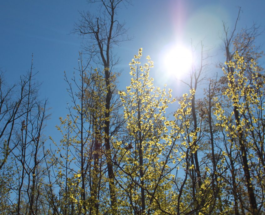 milton quarry trees