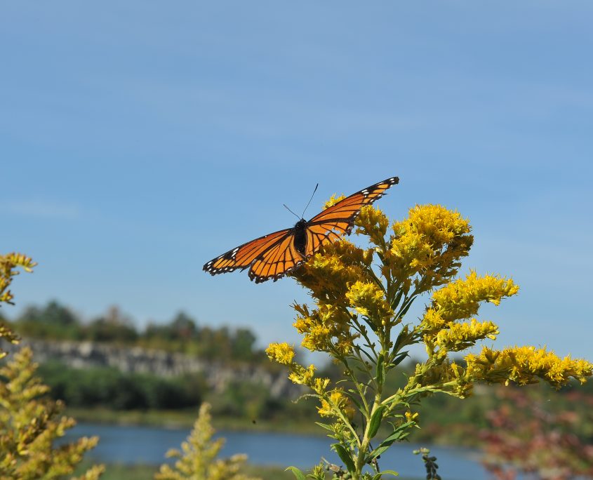 butterfly at milton quarry