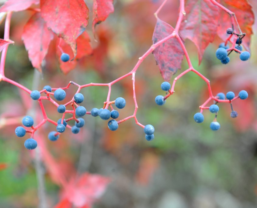 milton quarry berries